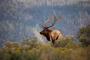Fotografi Huge Bull Elk in a Scenic Backdrop, BirdofPrey, (40 x 26.7 cm)
