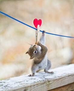 Konstfotografering Squirrel twisting to lick peanut, Nancy Rose, (35 x 40 cm)