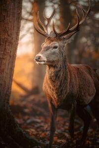 Fotografi Red Deer Stag Portrait, serts, (26.7 x 40 cm)