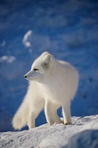 Konstfotografering Arctic Fox, John Conrad, (26.7 x 40 cm)
