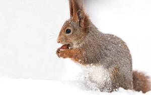 Konstfotografering young red squirrel sitting in white, Mr_Twister, (40 x 26.7 cm)