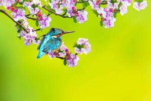 Fotografi A bird in a wonderful nature, serkanmutan, (40 x 26.7 cm)