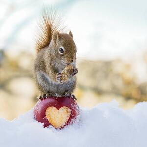 Fotografi squirrel love, Nancy Rose, (40 x 40 cm)