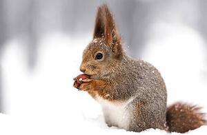Konstfotografering squirrel sitting on snow with a, Mr_Twister, (40 x 26.7 cm)