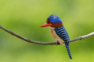 Fotografi Banded Kingfisher perching on a branch,, BirdHunter591, (40 x 26.7 cm)
