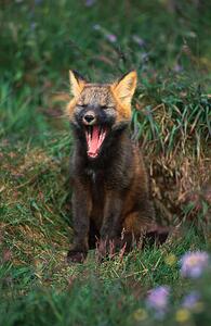 Konstfotografering Arctic Fox Yawning, Danny Lehman, (26.7 x 40 cm)