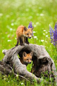 Konstfotografering Cute red fox pups play in field of flowers, jimkruger, (26.7 x 40 cm)