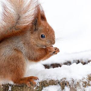 Fotografi Cute fluffy squirrel eating nuts on, Magryt, (40 x 40 cm)