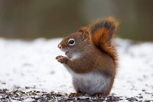 Konstfotografering Red Squirrel on snow, Adria  Photography, (40 x 26.7 cm)