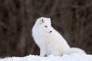 Fotografi Portrait of Arctic Fox, Adria  Photography, (40 x 26.7 cm)