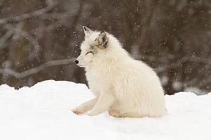 Fotografi Arctic fox-eyes closed, Adria  Photography, (40 x 26.7 cm)