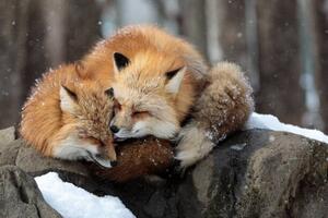 Fotografi Close-up of red fox on snow, Sebastian Nicolas / 500px, (40 x 26.7 cm)