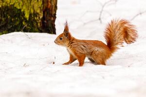 Fotografi beautiful squirrel on the snow eating a nut, Minakryn Ruslan, (40 x 26.7 cm)