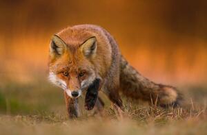 Fotografi Portrait of red fox standing on grassy field, Wojciech Sobiesiak / 500px, (40 x 26.7 cm)