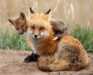 Konstfotografering Red fox, Pat Gaines, (40 x 30 cm)
