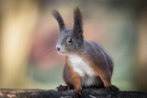 Fotografi Adventures of cute and funny squirrel, Barbara Cerovsek, (40 x 26.7 cm)