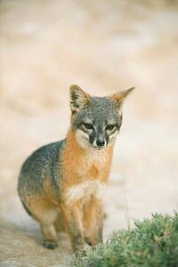 Fotografi Island Fox (Urocyon littoralis), Kevin Schafer, (26.7 x 40 cm)