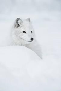 Fotografi An arctic fox in the snow., Andy Astbury, (26.7 x 40 cm)