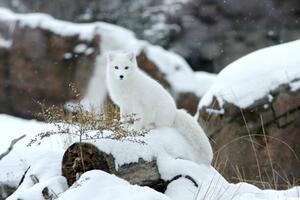 Konstfotografering Arctic fox in snow, Jason Paige, (40 x 26.7 cm)