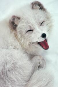 Konstfotografering Arctic Fox Yawning in Snow, Richard Hamilton Smith, (26.7 x 40 cm)