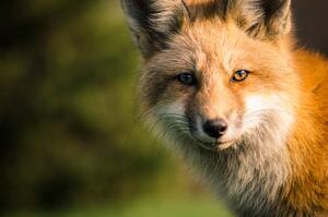 Konstfotografering A fox., Will Faucher, (40 x 26.7 cm)