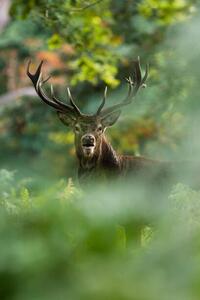 Konstfotografering Red deer, DamianKuzdak, (26.7 x 40 cm)