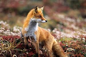 Fotografi Fox in a autumn mountain, keiichihiki, (40 x 26.7 cm)