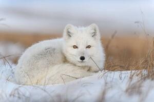 Konstfotografering Wild arctic fox in tundra, Alexey_Seafarer, (40 x 26.7 cm)