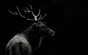 Fotografi The deer soul, Massimo Mei, (40 x 24.6 cm)
