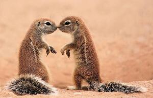 Fotografi Kissing ground Squirrels, AdelevSchalkwyk, (40 x 26.7 cm)