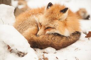 Konstfotografering Close-up of sleeping fox, Alycia Moore / 500px, (40 x 26.7 cm)