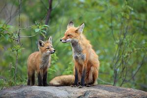 Konstfotografering Red Fox & Kit, mlorenzphotography, (40 x 26.7 cm)