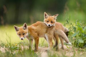 Fotografi Adorable baby fox pups playing, DamianKuzdak, (40 x 26.7 cm)