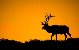 Fotografi A large bull elk in silhouette, jared lloyd, (40 x 24.6 cm)