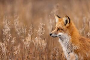 Fotografi Close-up of red fox on field,Churchill,Manitoba,Canada, Rick Little / 500px, (40 x 26.7 cm)
