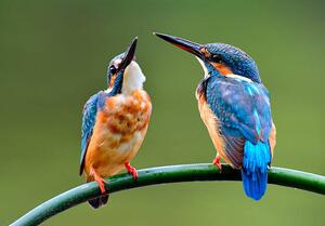 Konstfotografering The lovely pair of Common Kingfisher, PrinPrince, (40 x 26.7 cm)