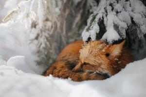 Konstfotografering Close-up of squirrel on snow covered, Grzegorz Bukalski / 500px, (40 x 26.7 cm)