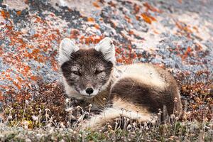 Fotografi Resting Female Arctic Fox, drferry, (40 x 26.7 cm)