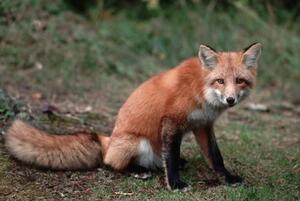 Konstfotografering Red Fox Sitting, Layne Kennedy, (40 x 26.7 cm)