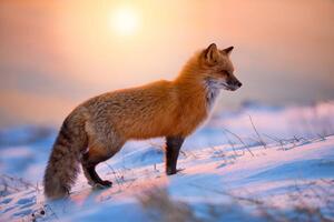 Fotografi Red Fox In The Morning Sun, Darren Langdon