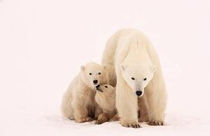 Fotografi Polar Bear Sibling Affection, John Conrad, (40 x 26.7 cm)