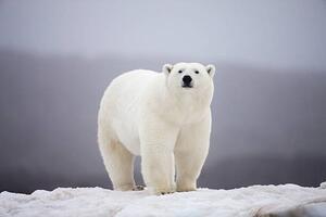 Konstfotografering Polar Bear on ice, Paul Souders, (40 x 26.7 cm)