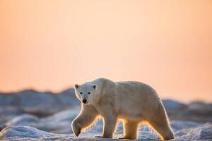 Fotografi Polar Bear on Sea Ice, Hudson Bay, Nunavut, Canada, Paul Souders, (40 x 26.7 cm)
