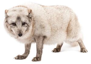 Konstfotografering Arctic fox, Vulpes lagopus, standing, looking, GlobalP, (40 x 26.7 cm)