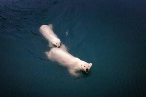 Fotografi Mom and cub Polar bears swimming at Spitsbergen, Posnov, (40 x 26.7 cm)