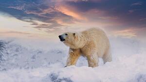 Konstfotografering Polar Bear enjoy playing in, chuchart duangdaw, (40 x 22.5 cm)