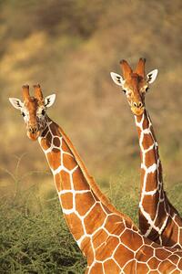 Konstfotografering Reticulated giraffes, James Warwick, (26.7 x 40 cm)