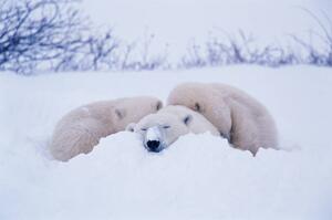 Fotografi Polar bear sleeping in snow, George Lepp, (40 x 26.7 cm)