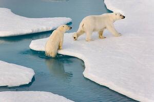 Fotografi Two polar bears climbing out of water., SeppFriedhuber, (40 x 26.7 cm)