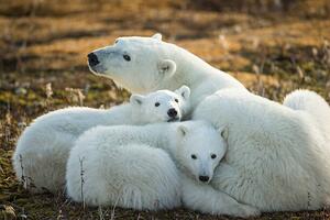 Fotografi Polar Bear and Cubs by Hudson, Paul Souders, (40 x 26.7 cm)